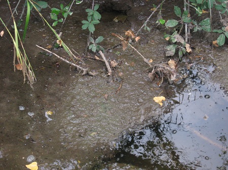 pollution du 17 aout 2008